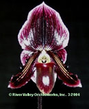 RVO Blushing Dancer 'Baybay'